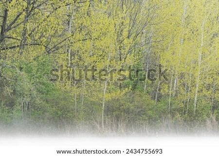Spring landscape of aspens in fog, Hall Lake, Yankee Springs State Park, Michigan, USA
