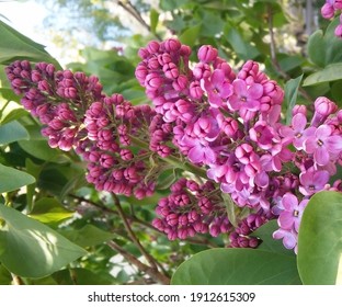 Lilac Color Images Stock Photos Vectors Shutterstock