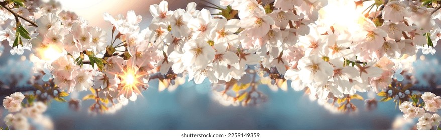  spring  landscape blooming sakura with pink and white  flowers on blue sunset sky at sun ligh