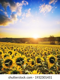 Spring landscape with blooming sunflower field at sunset.