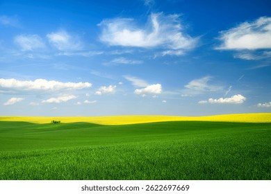 Spring landscape with blossomin rape fields and blue sky - Powered by Shutterstock - Get 15% off with code: PIKWIZARD15