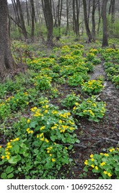 Spring landscape with caltha palustris which blooms in alder - Shutterstock ID 1069252652