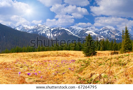 Similar – Image, Stock Photo Crocus in yellow beaming with the sun