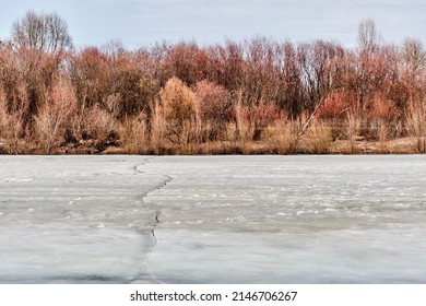 Spring Landscape With Cracked Ice On Pond And Bare Bushes Of Yellow-coral Color On Shore.