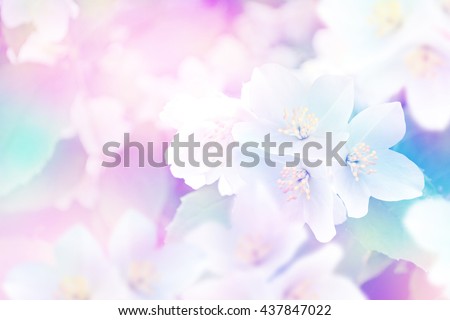 Spring landscape with delicate jasmine flowers. White flowers