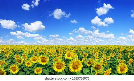 Spring landscape, field of beautiful golden sunflowers, blue sky and white clouds in the background