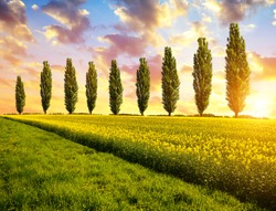 Spring Landscape With Field Of Rapeseed And Poplar Trees At Sunset. 