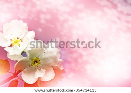 Similar – White apple blossoms in front of a blue sky