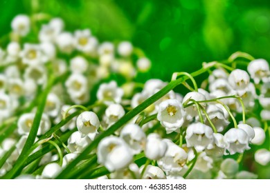 Spring landscape. flowers lily of the valley - Shutterstock ID 463851488