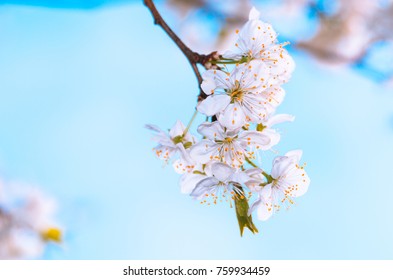 Spring Landscape, Flowers On Fruit Trees