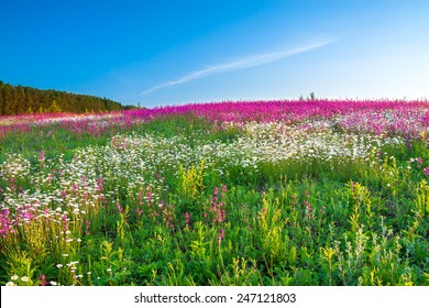 the spring  landscape with  flowers on a meadow 