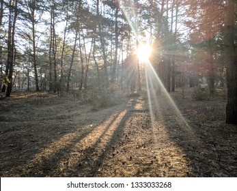 spring landscape in the forest, the sun's rays between the trees, the sun in the forest