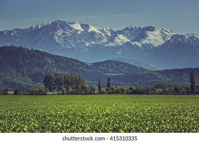 Spring landscape with green cereal cultivated field and snowy Bucegi mountains in Transylvania region, Romania.