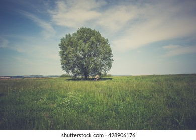 Spring landscape  with lone tree