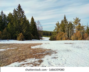 spring landscape with melting snow near the forest against a beautiful blue sky with clouds