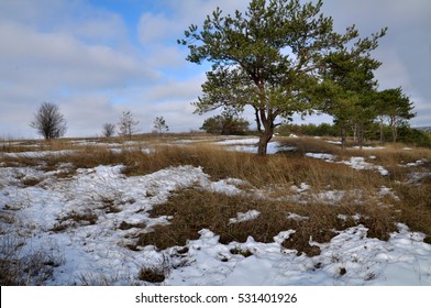 Spring Landscape With Melting Snow And Pine Trees
