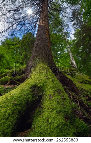 Spring landscape. Moss on the tree. Beauty in nature. Fairy Tale Forest