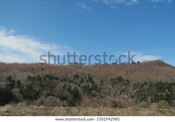 Spring landscape of mountain highway forest in\
Hokkaido, Japan