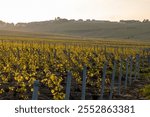 Spring landscape on sunset with green grand cru vineyards near Avize, region Champagne, France. Cultivation of white chardonnay wine grape on chalky soils of Cote des Blancs.