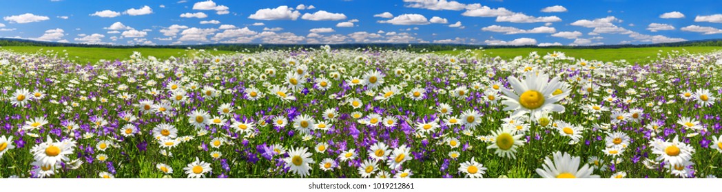 весенний пейзаж панорама с цветущими цветами на лугове. белые ромашки и фиолетовые голубики цветут на поле. панорамный летний вид цветущих диких цветов на лугу