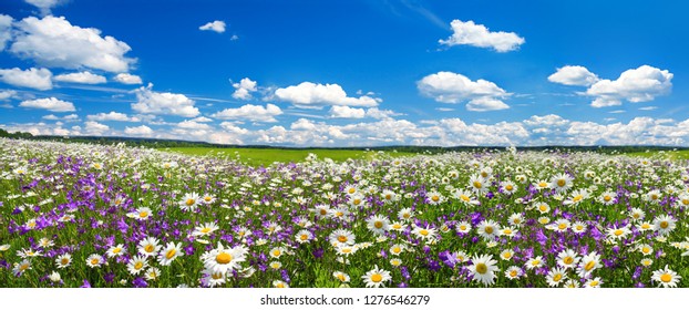 spring landscape panorama with flowering flowers on meadow. white chamomile and purple bluebells blossom on field. panoramic summer view of blooming wild flowers in meadow