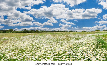 spring landscape panorama with flowering flowers on meadow. white chamomile blossom on field. panoramic summer view of blooming wild flowers on meadow