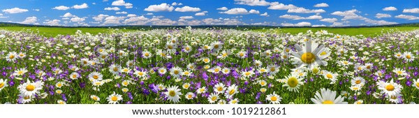 牧草地に花の咲く花を持つ春の風景パノラマ 野原には白いカモミールと紫のブルーベルが咲く 牧草地に咲く野生の花を見渡す 夏の大パノラマ の写真素材 今すぐ編集