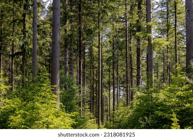 Spring landscape with pine trees trunk in the forest with green grass, A pine is any conifer in the genus Pinus of the family Pinaceae, Pinus is the sole genus in the subfamily Pinoideae, Netherlands. - Powered by Shutterstock - Get 15% off with code: PIKWIZARD15