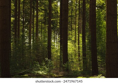 Spring landscape, Pine trees trunk in the forest with warm sunlight, A pine is any conifer in the genus Pinus of the family Pinaceae. Pinus is the sole genus in the subfamily Pinoideae, Netherlands. - Powered by Shutterstock