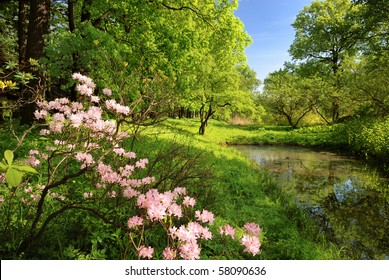 Spring landscape with pond and Rhododendron