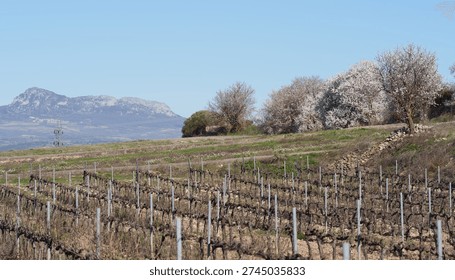 Spring landscape with pruned vineyard rows in the foreground, flowering trees on a hillside, and a rugged mountain in the distance under a clear blue sky. Rural agriculture scenery with copy space.