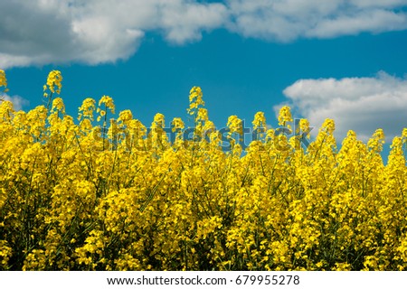 Spring Landscape of Rape Field in Bloom under Blue Sky
