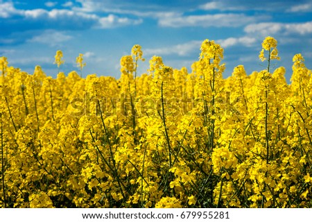 Spring Landscape of Rape Field in Bloom under Blue Sky