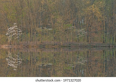 Spring Landscape Of The Shoreline Of Jackson Hole Lake With Dogwoods And With Mirrored Reflections In Calm Water, Fort Custer State Park, Michigan, USA