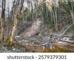 spring landscape with a small rapid wild river, fallen trees in the river and on the bank, Raunis, Latvia, spring