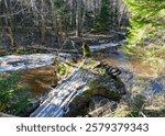 spring landscape with a small rapid wild river, fallen trees in the river and on the bank, Raunis, Latvia, spring