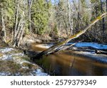 spring landscape with a small rapid wild river, fallen trees in the river and on the bank, Raunis, Latvia, spring