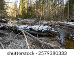 spring landscape with a small rapid wild river, fallen trees in the river and on the bank, Raunis, Latvia, spring