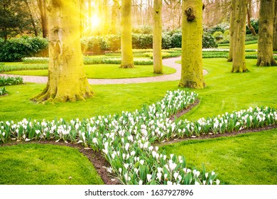 Spring landscape. Sun rays shining on a meadow flowers. garden in spring