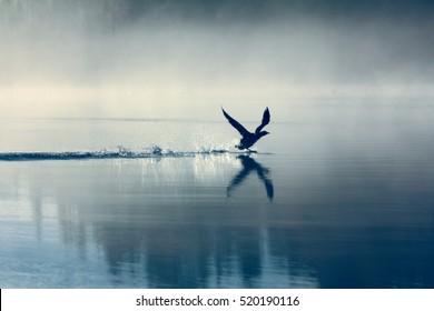 Spring landscape with takeoff Loon (misty morning). Bird were scattered on water of lake in misty forest. Picture has artistic value, fine art photography. Art style of photo. - Powered by Shutterstock