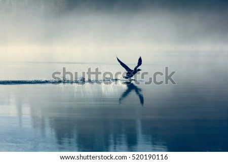 Spring landscape with takeoff Loon (misty morning). Bird were scattered on water of lake in misty forest. Picture has artistic value, fine art photography. Art style of photo.
