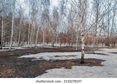 Spring landscape with thawed patches and melting snow in a birch grove. Early spring. Nature wakes up. Natural scenery. Spring is coming.