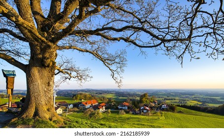 Spring landscape with a tree on the background of a village. Village in spring valley. Valley village in springtime. Spring valley village panorama