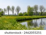 Spring landscape, Typical Dutch polder with flat and low land, Green meadow with wild flowers, Small canal or ditch and grass field, Ouderkerk aan de Amstel, Amsterdam, Countryside of the Netherlands.