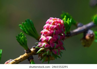 spring landscape using bright pink larch cones. Enhance the beauty of pine branches with these colorful additions. Add a touch of nature's beauty to your outdoor space with these unique decorations.