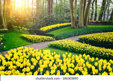Spring landscape with yellow daffodils. Keukenhof garden, Netherlands 