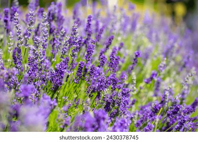 Spring lavender flowers under sunlight. Lilac flowers close up. Beautiful landscape of nature with a panoramic view. Hi spring. long banner - Powered by Shutterstock