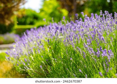 Spring lavender flowers under sunlight. Lilac flowers close up. Beautiful landscape of nature with a panoramic view. Hi spring. long banner - Powered by Shutterstock