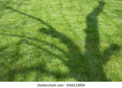 Spring Lawn Under Trees And Tree Shade