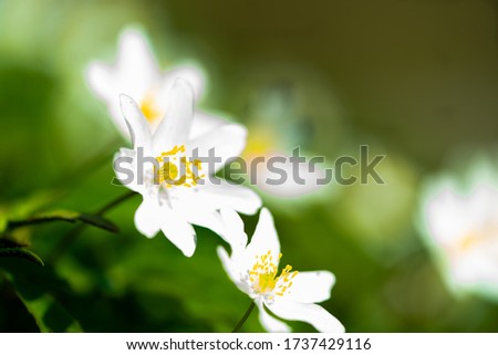 Similar – Image, Stock Photo for all girls Garden